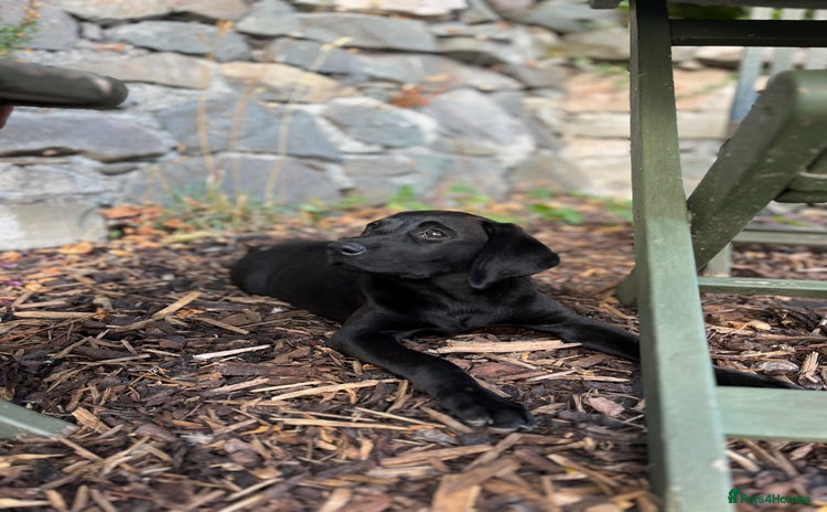Labrador Retriever dogs - Advert 2