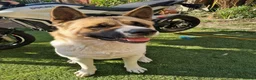 Akita dogs for sale: To go together male 1 female American Anita's. 15m - Advert 6