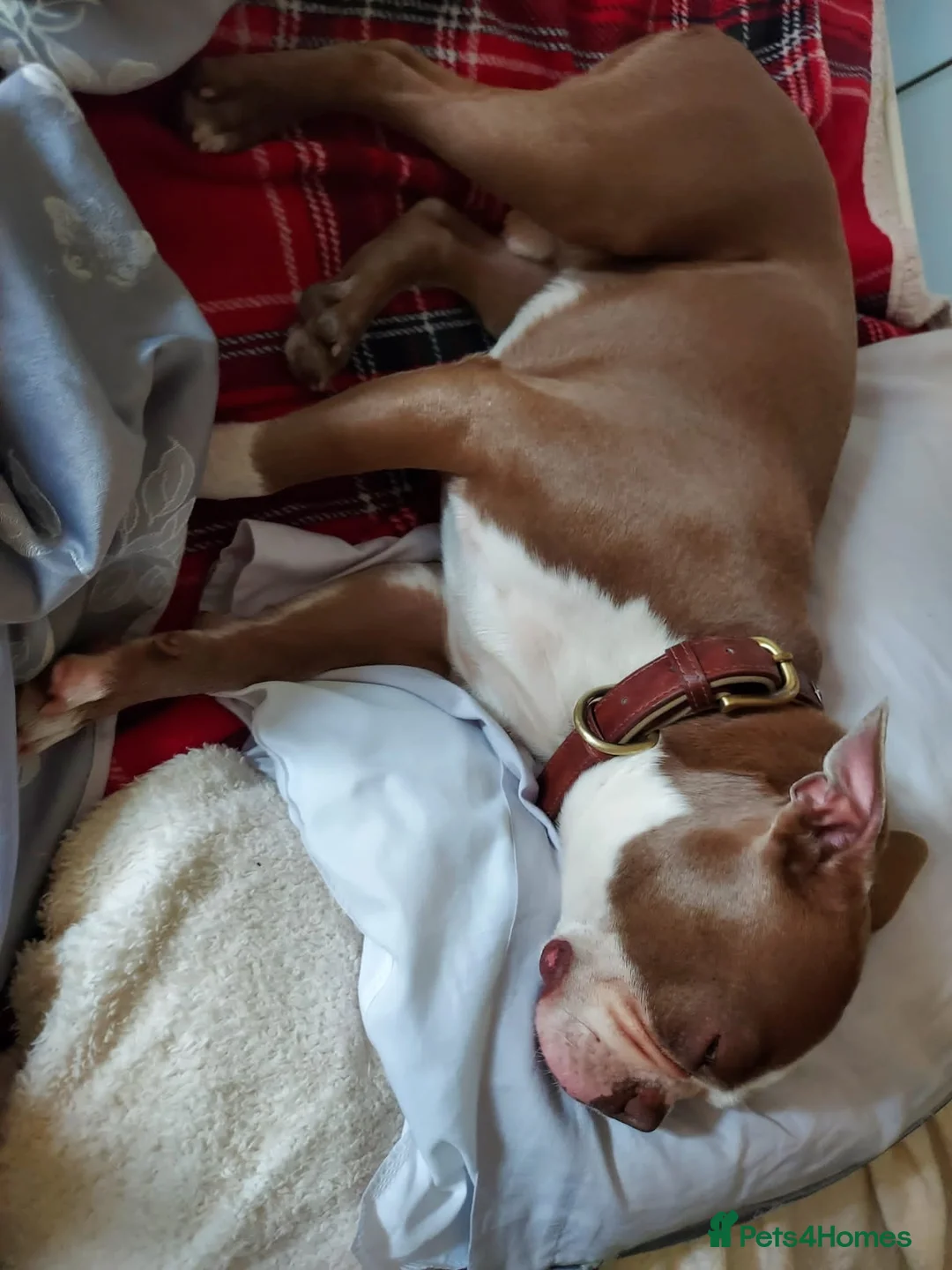 Boston Terrier dogs for sale: Boston Terrier - Milo in Telford - Advert 4