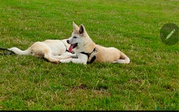 Mixed Breed dogs for sale: Beautiful Malamute x akita puppies  - Image 2