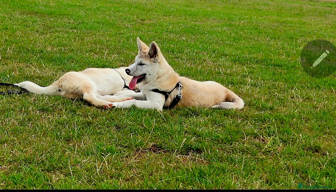 Mixed Breed dogs for sale: Beautiful Malamute x akita puppies  - Image 2