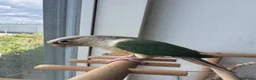 Conures birds for sale: Conure  in London - Advert 2