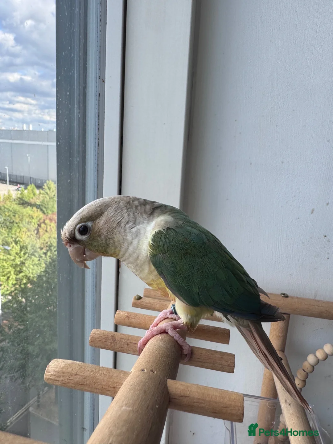 Conures birds for sale: Conure  in London - Advert 2