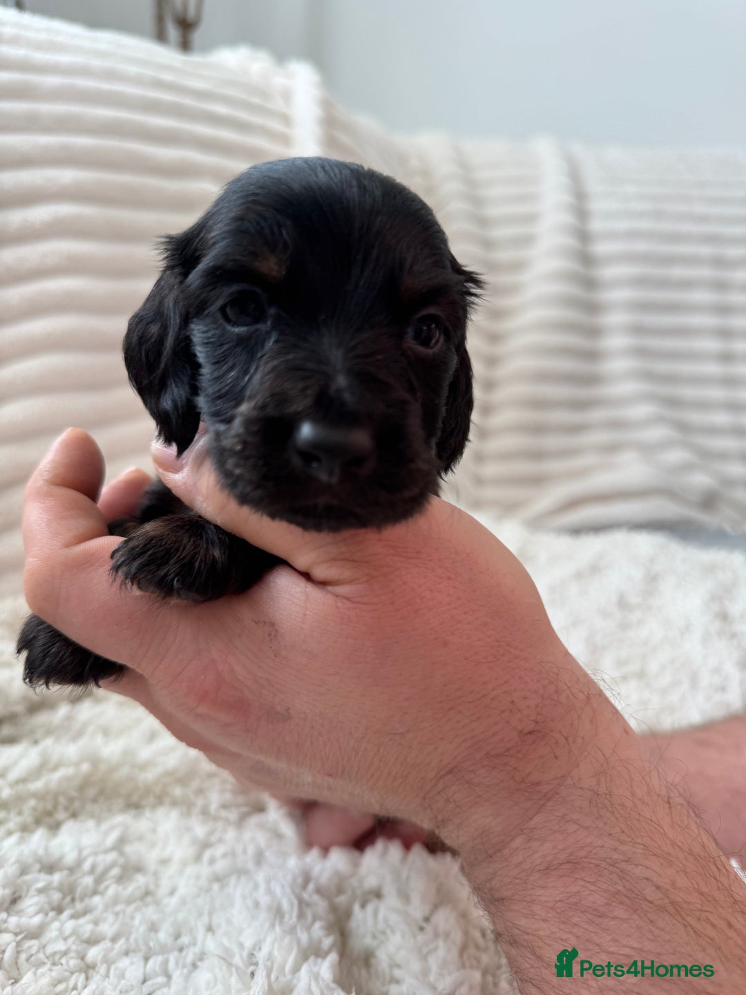 Miniature Dachshund dogs for sale: 8 Adorable miniature dachshund puppies - Advert 3
