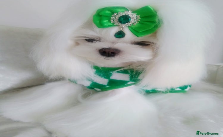 Maltese dogs - Advert 1