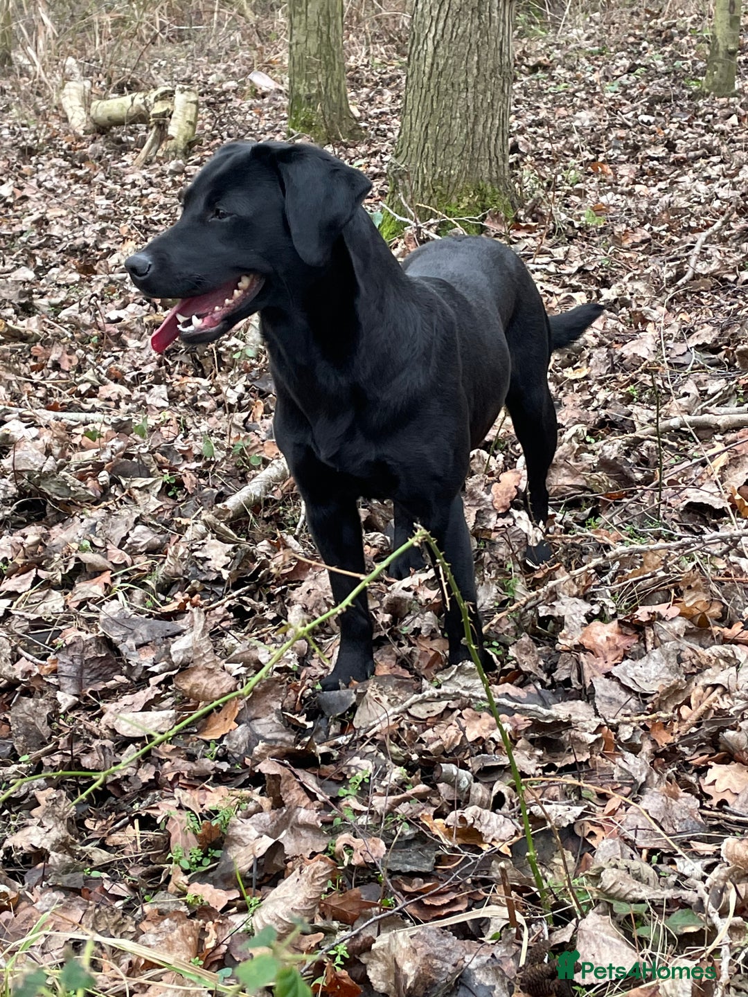 Labrador Retriever dogs for sale: 3 black dogs available  - Image 11