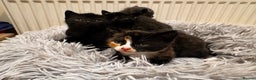 Mixed Breed cats for sale: 4 beautiful kittens - Advert 6