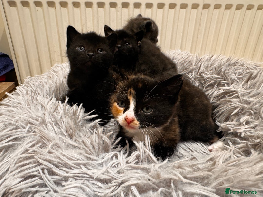 Mixed Breed cats for sale: 4 beautiful kittens - Advert 6