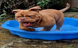 Mixed Breed dogs for sale: Old English / English bulldog mix - Image 4