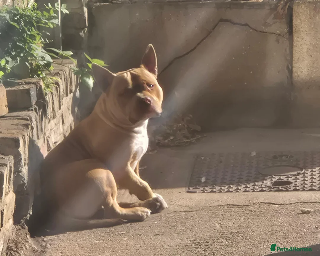 American Bully dogs for sale: Loving Home Wanted for 1 year old Sugar Cane - Advert 10