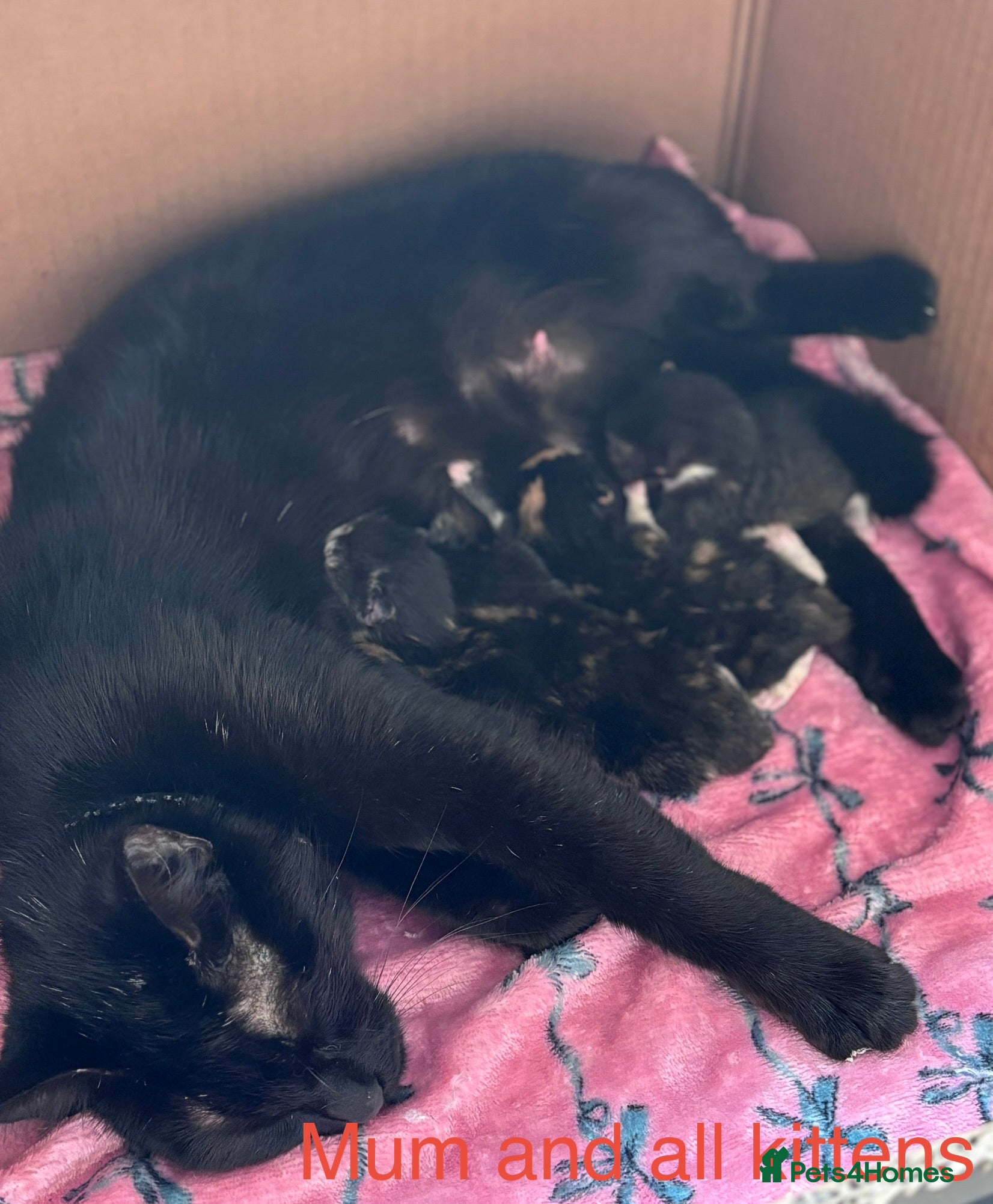 Domestic Shorthair cats Female Kittens - Advert 1