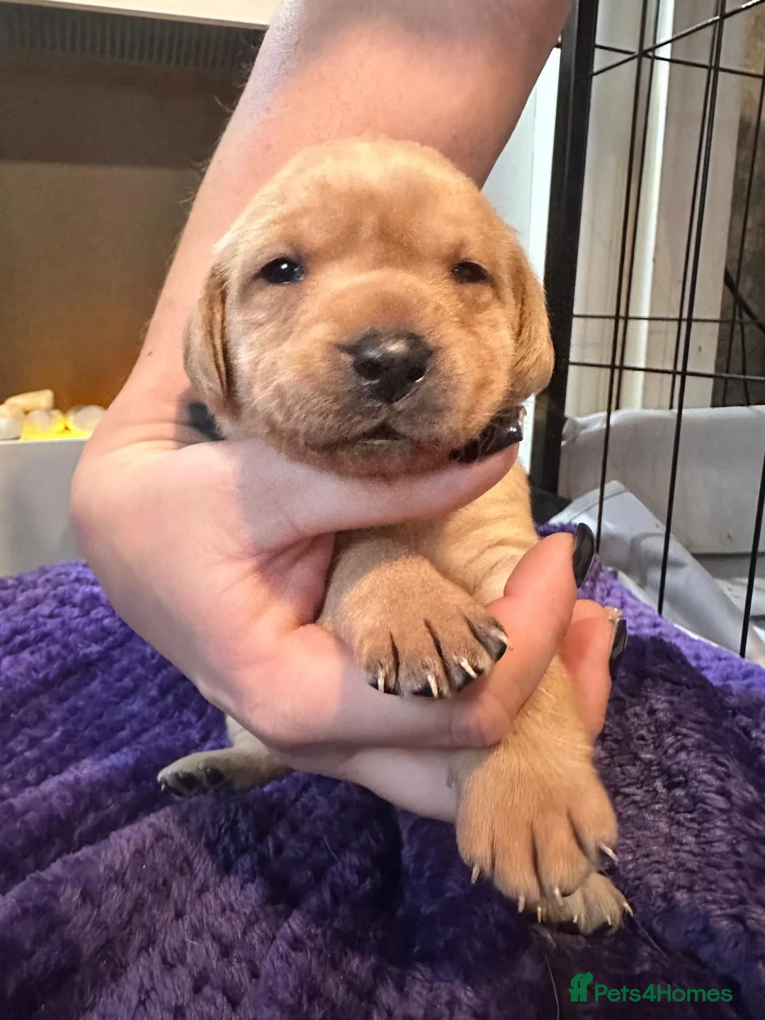 Labrador Retriever dogs for sale: Beautiful Labrador Pup - Advert 21