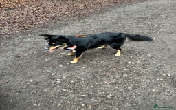 Border Collie dogs for sale: Collie for rehoming - Image 4