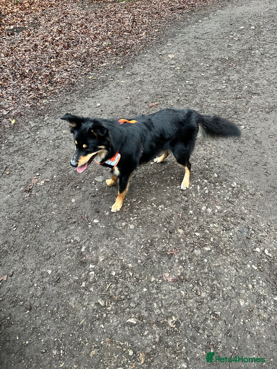 Border Collie dogs for sale: Collie for rehoming - Image 4