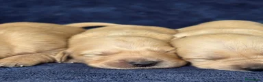 Goldador Puppy 4