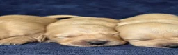 Goldador dogs for sale: 🐶 Adorable puppies ready for their forever homes  - Advert 13