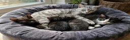 Bengal cats for sale: Beautiful Bengal x Korat kittens  - Advert 1