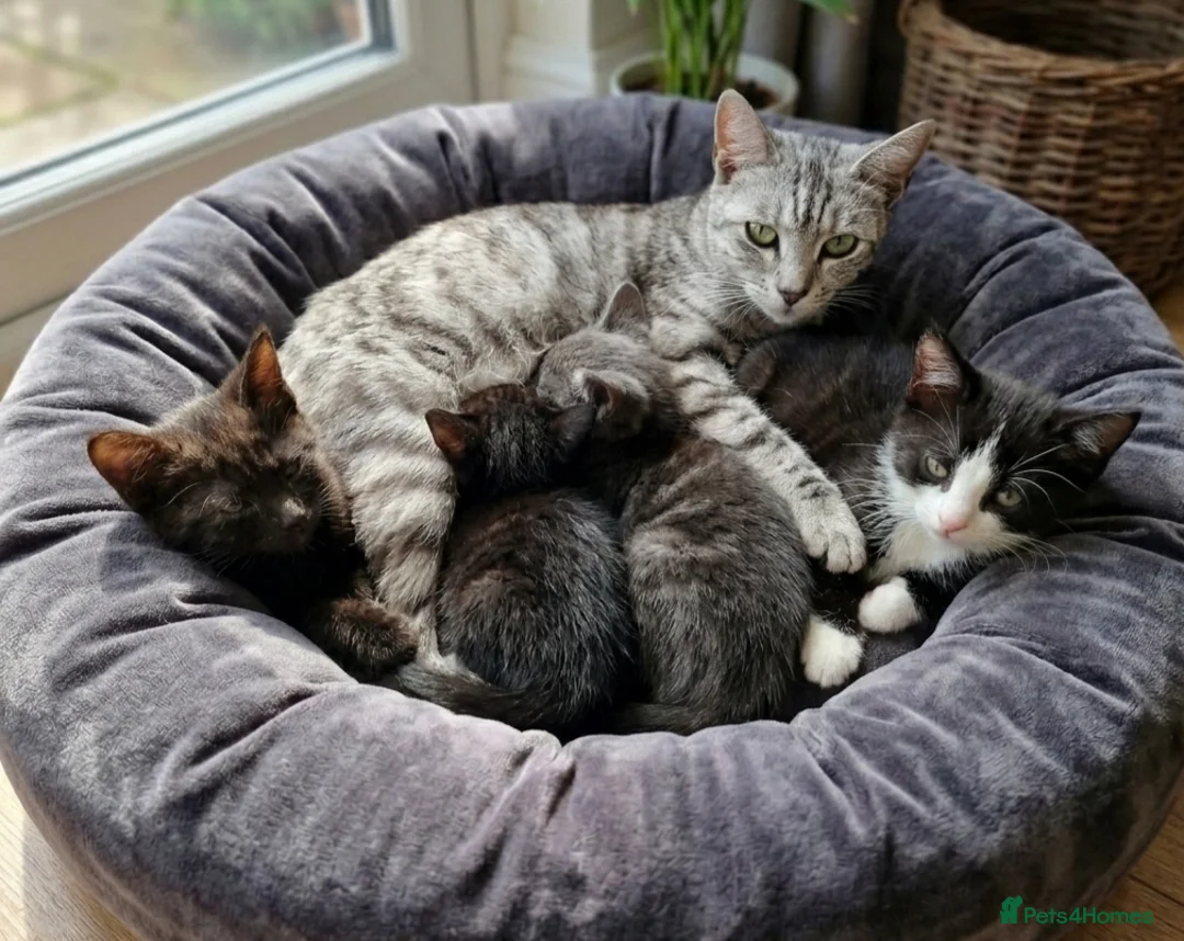 Bengal cats for sale: Beautiful Bengal x Korat kittens  - Advert 1
