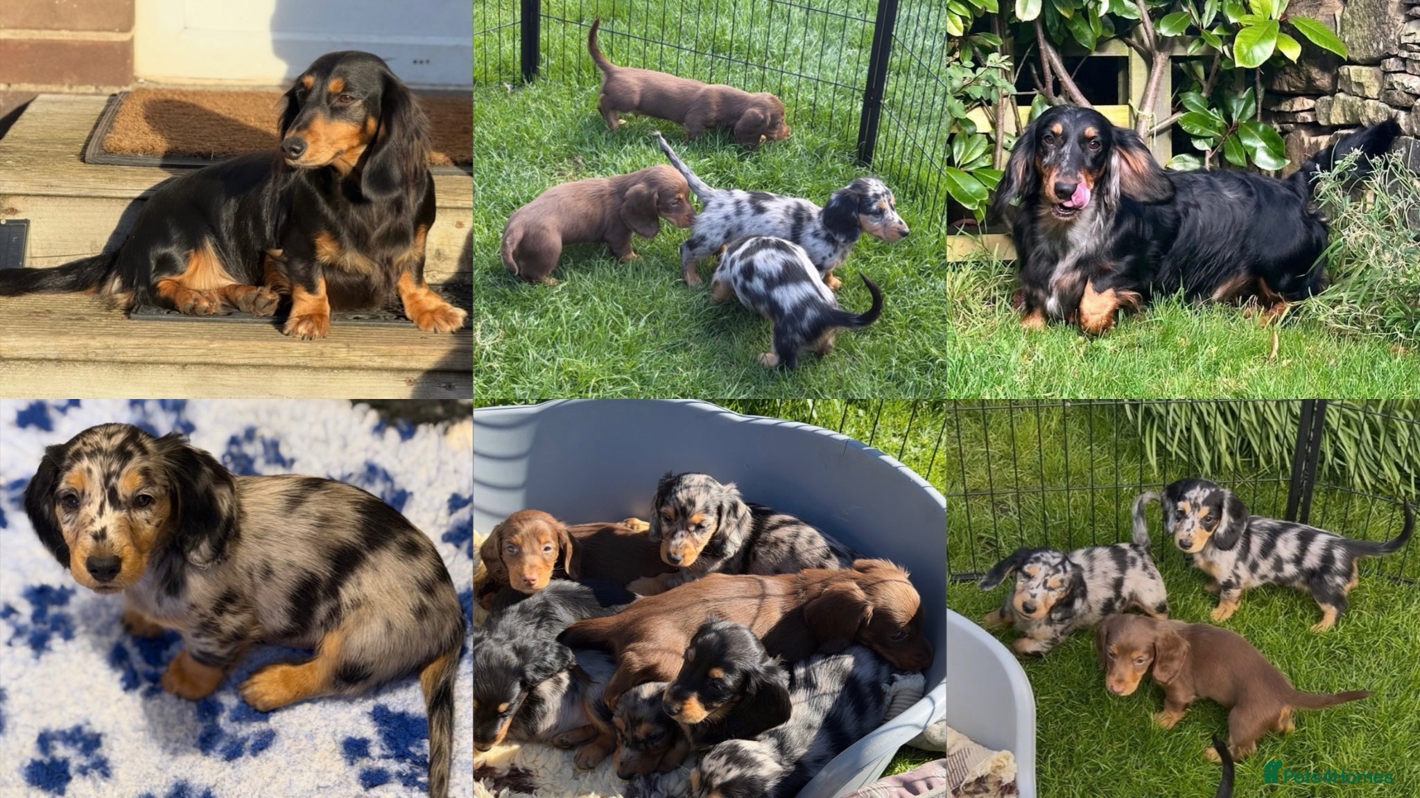 Dachshund dogs 5 KC Standard Long Haired Dachshund Puppies - Advert 1