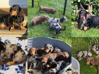 Dachshund dogs for sale: 4 KC Standard Long Haired Dachshund Puppies - Advert 1
