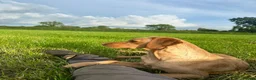 Labrador Retriever dogs for sale: 7 gorgeous kc reg Labradors  - Advert 5