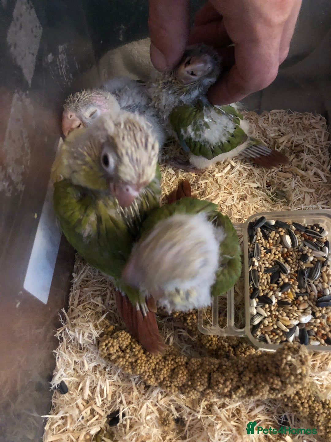 Conures birds for sale: Hand Reared Silly Tame Pineapple Conures - Image 2