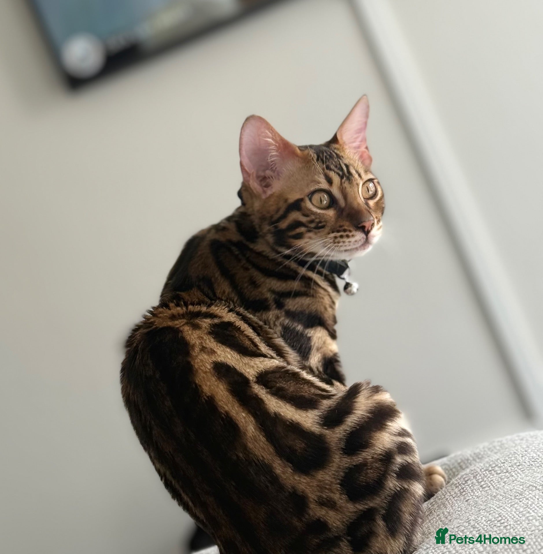 Bengal cats Beautiful 5-Month-Old Bengal Kitten - Advert 15