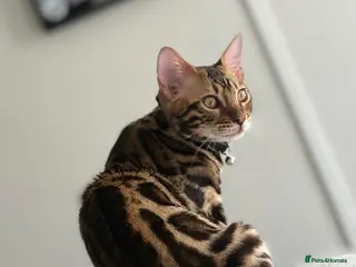 Bengal cats Beautiful 5-Month-Old Bengal Kitten - Advert 1