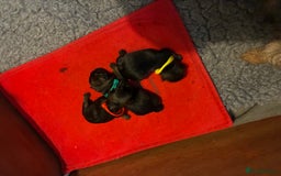 Border Terrier dogs for sale: Gorgeous Border Terrier girl - Image 7