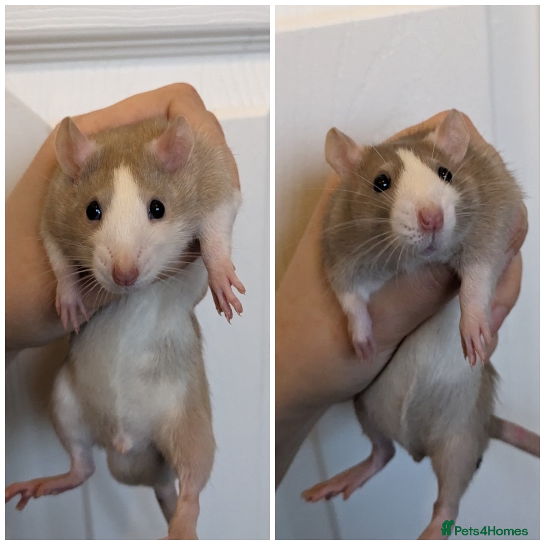 Rat rodents for sale: Pair & Trio of Bucks/Male Rats - Advert 1
