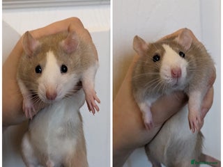 Rat rodents Pair & Trio of Bucks/Male Rats - Advert 1