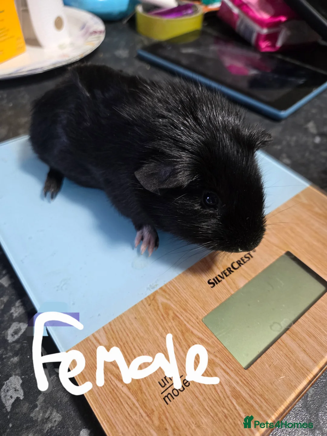 Guinea Pig rodents for sale: 2 female dutch cross guineapigs - Advert 1