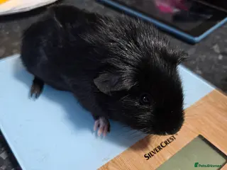 Guinea Pig rodents 2 female dutch cross guineapigs - Advert 1