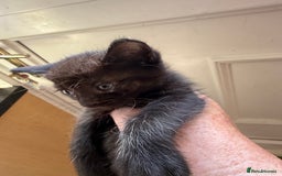 British Shorthair cats for sale: Gorgeous fluffy kittens for sale half bengal  - Image 6