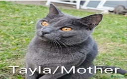 Chartreux cats for sale: 🌟Exclusive GCCF Chartreux Kitten – Elegant Amber - Image 9
