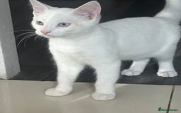 Turkish Angora cats for sale: White deaf kitten looking for a home.  - Image 2