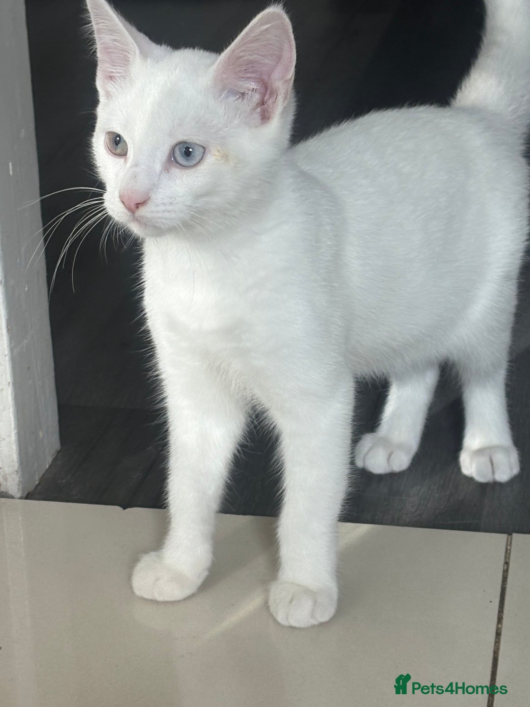 Turkish Angora cats for sale: White deaf kitten looking for a home.  - Image 2