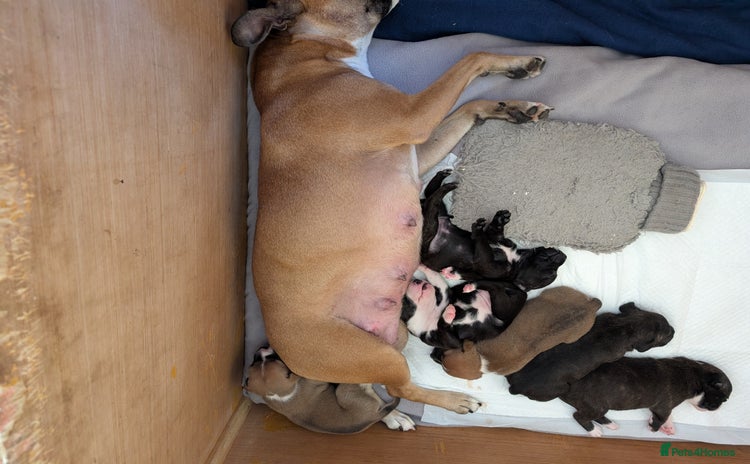 Staffordshire Bull Terrier dogs - Advert 6