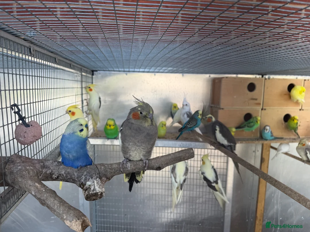 Cockatiels birds for sale: Cockatiels For Sale  - Advert 2