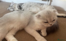 Scottish Fold cats for sale: Scottish fold - Image 5