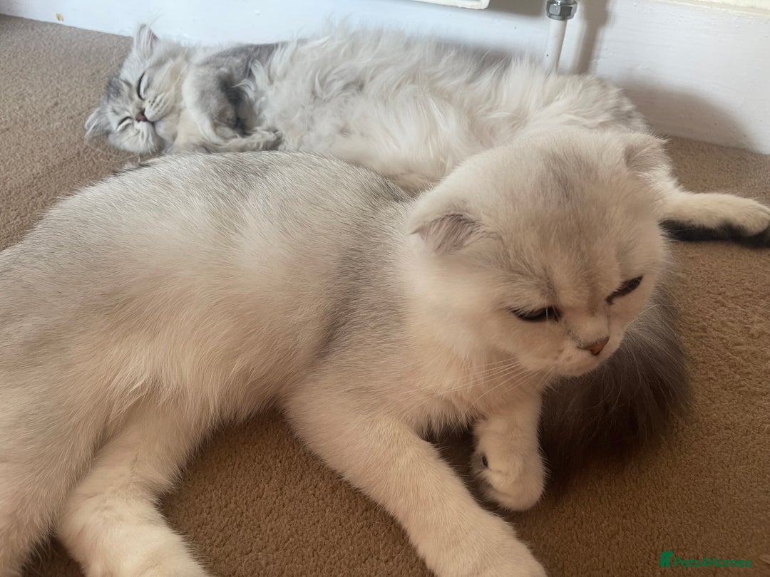 Scottish Fold cats for sale: Scottish fold - Image 5
