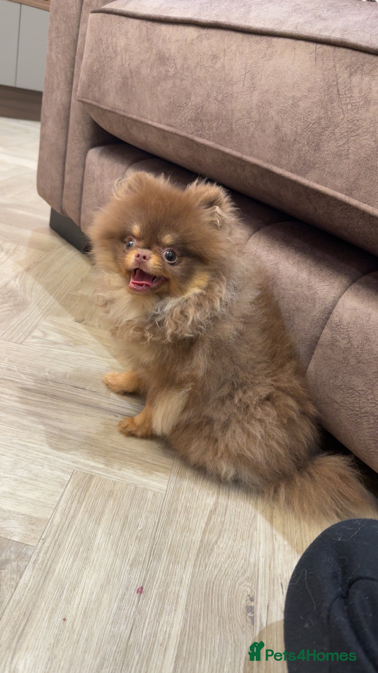 Pomeranian dogs Chocolate and Tan GIRL 🎀💖 - Advert 4