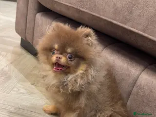Pomeranian dogs Chocolate and Tan GIRL 🎀💖 - Advert 4