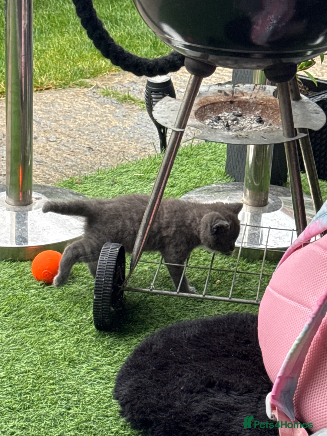 Mixed Breed cats for sale: Cats for sale  in Bicester - Advert 2