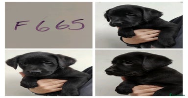 Labrador Retriever dogs - Advert 3