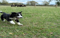 Border Collie dogs for sale: Pedigree Border Collie puppies  - Image 2