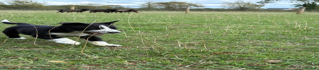 Border Collie Puppy 3