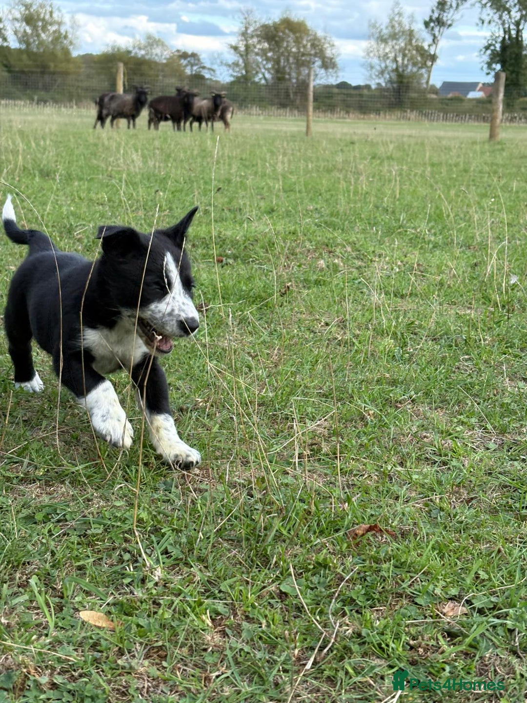 Border Collie dogs for sale: Pedigree Border Collie puppies  - Image 2