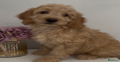 Cockapoo dogs in Treharris - Advert 11