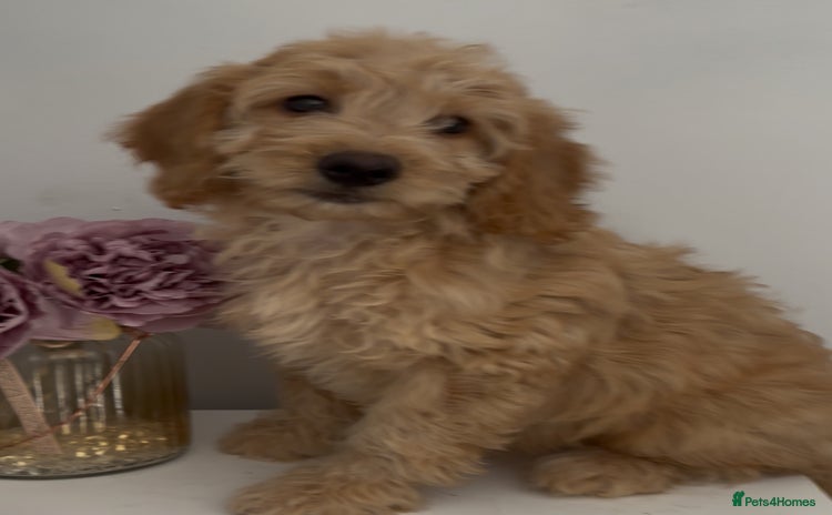 Cockapoo dogs in Treharris - Advert 2